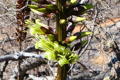 Encholirium