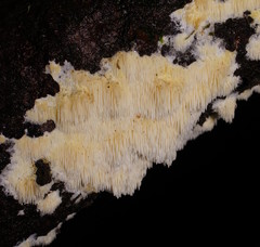 Dentipellicula leptodon