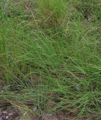 Whiteochloa airoides