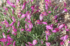 Rhinotropis subspinosa