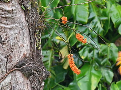 Dendrobium bullenianum