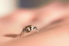 Menemerus bivittatus