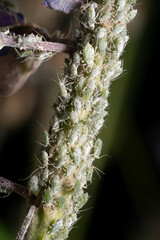 Macrosiphum albifrons