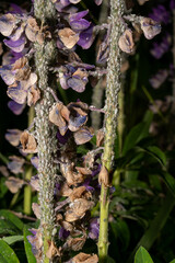Macrosiphum albifrons