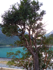 Archidasyphyllum diacanthoides