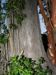 Archidasyphyllum diacanthoides