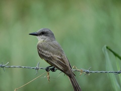 Tyrannus melancholicus