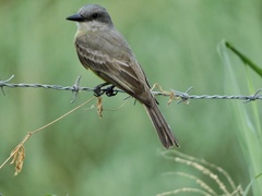 Tyrannus melancholicus