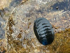 Chiton magnificus