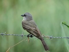 Tyrannus melancholicus