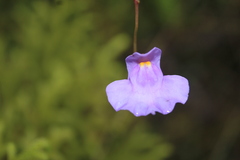 Utricularia tricolor