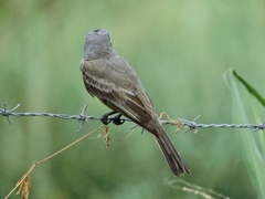 Tyrannus melancholicus