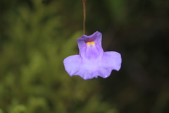 Utricularia tricolor