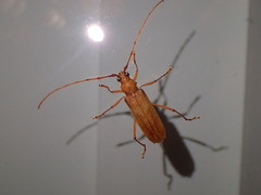 Knulliana cincta spinifera