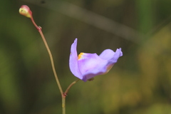 Utricularia tricolor