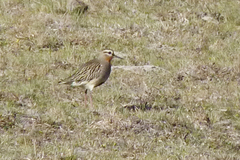 Oreopholus ruficollis