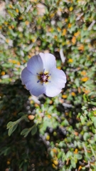 Calochortus invenustus