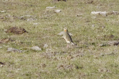 Oreopholus ruficollis