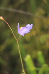 Utricularia tricolor