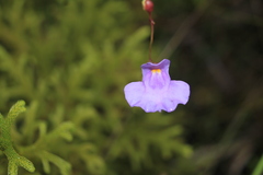 Utricularia tricolor