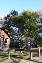 Lonchocarpus nitidus