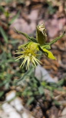 Silene parishii