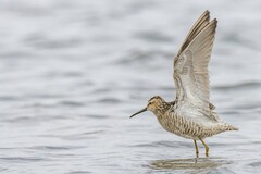 Calidris himantopus