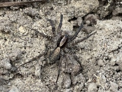 Schizocosa stridulans