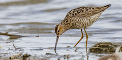 Calidris himantopus