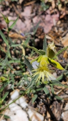 Silene parishii