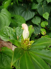 Costus guanaiensis macrostrobilus
