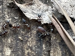 Myrmecophilus nebrascensis