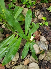 Costus guanaiensis macrostrobilus