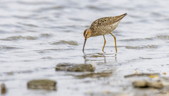 Calidris himantopus