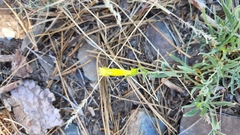 Silene parishii