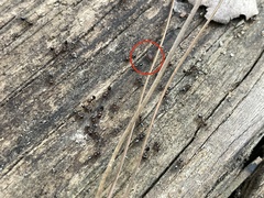 Myrmecophilus nebrascensis