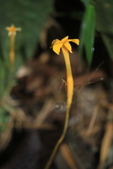 Voyria aphylla