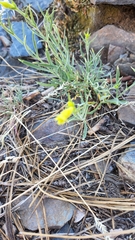 Silene parishii