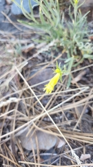 Silene parishii