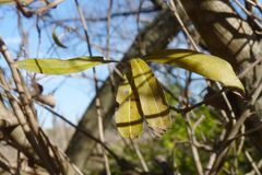 Terminalia australis