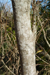Terminalia australis