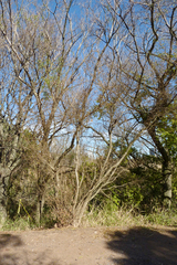 Terminalia australis