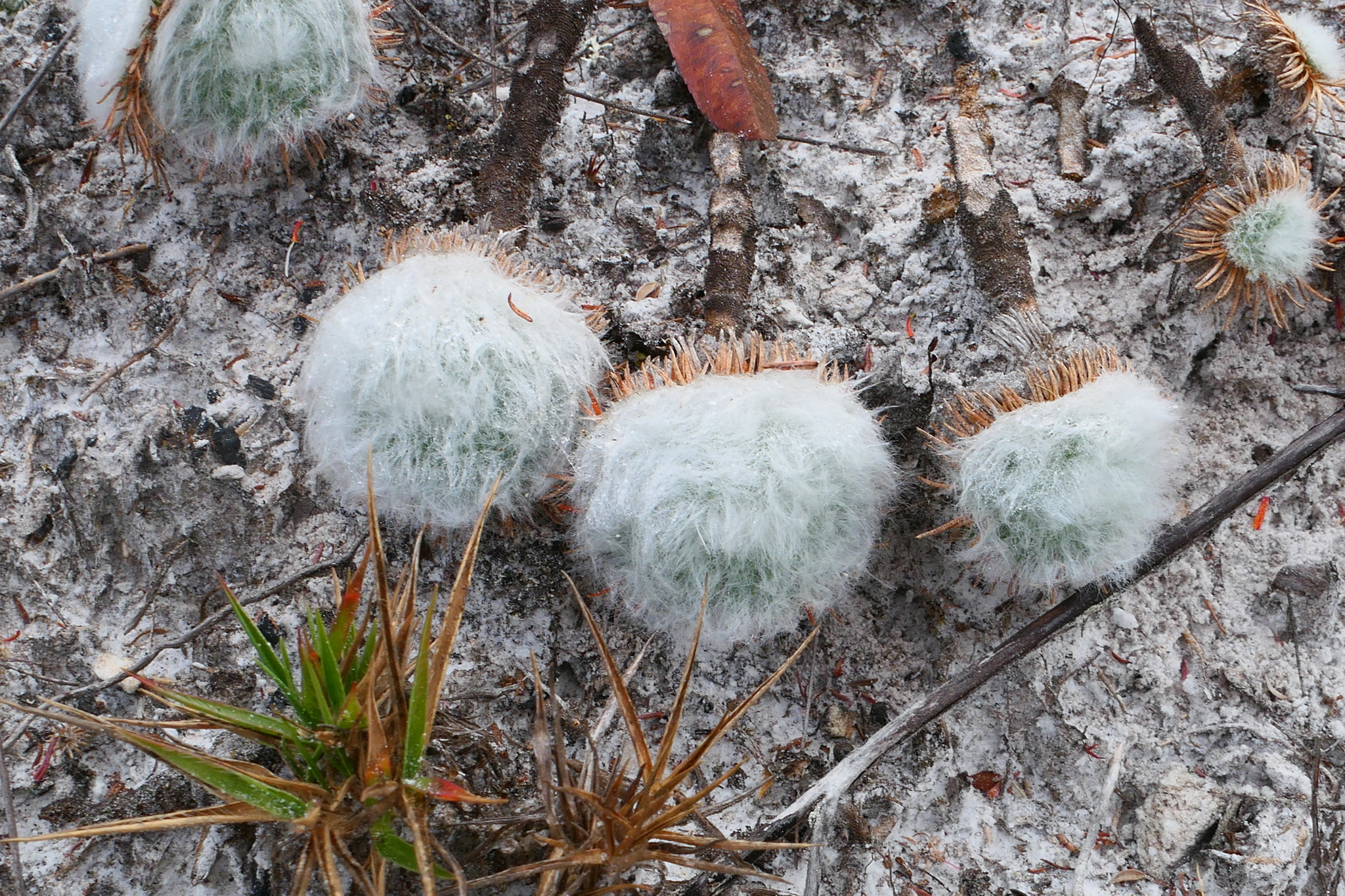 Leiothrix curvifolia