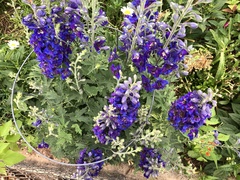 Anthophora californica