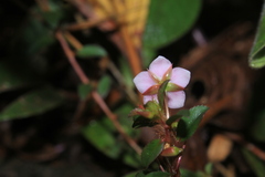 Sauvagesia erecta