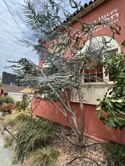 Eucalyptus pulverulenta