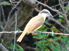 Pitangus sulphuratus