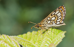 Heteropterus morpheus