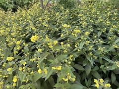 Lysimachia hybrida