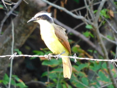 Pitangus sulphuratus